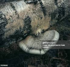 Attēlu rezultāti vaicājumam “Piptoporus betulinus”