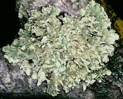 Attēlu rezultāti vaicājumam “Flavoparmelia caperata”