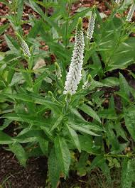 Attēlu rezultāti vaicājumam “Veronica longifolia”
