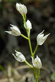 Attēlu rezultāti vaicājumam “Cephalanthera longifolia”