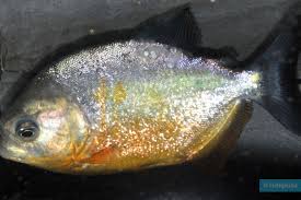 Image result for Prestatyn Piranhas