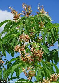 Attēlu rezultāti vaicājumam “Aesculus x neglecta”