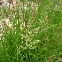 Attēlu rezultāti vaicājumam “Calamagrostis stricta”