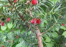 Attēlu rezultāti vaicājumam “Taxus baccata bud”