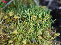 Attēlu rezultāti vaicājumam “Myurella julacea”