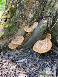 Attēlu rezultāti vaicājumam “Polyporus squamosus”