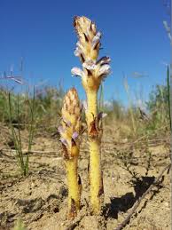 Attēlu rezultāti vaicājumam “Orobanche coerulescens”