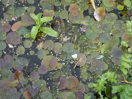 Attēlu rezultāti vaicājumam “Hydrocharis morsus-ranae flower”