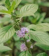 Attēlu rezultāti vaicājumam “Mentha arvensis leaf”