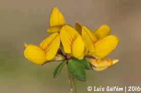 Attēlu rezultāti vaicājumam “Lotus sp. bud”