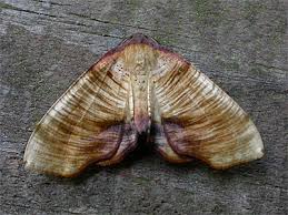 Attēlu rezultāti vaicājumam “Plagodis dolabraria”