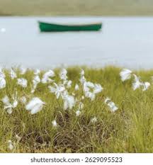 Attēlu rezultāti vaicājumam “Eriophorum gracile”