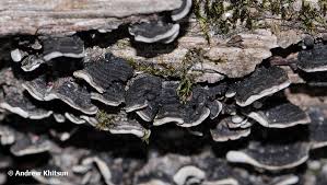 Attēlu rezultāti vaicājumam “Xylobolus frustulatus”