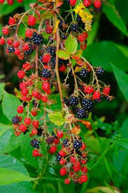 Attēlu rezultāti vaicājumam “Rubus nessensis fruit”