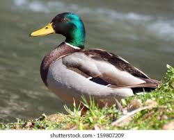 Attēlu rezultāti vaicājumam “Anas platyrhynchos”