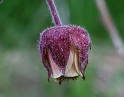 Image result for Geum rivale
