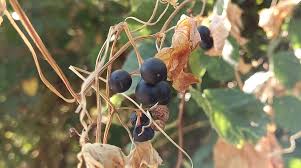 Attēlu rezultāti vaicājumam “Bryonia alba fruit”