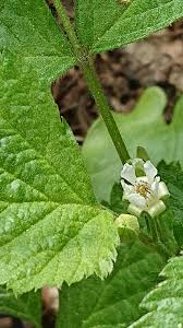 Attēlu rezultāti vaicājumam “Rubus saxatilis flower”