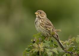 Image result for Emberiza calandra