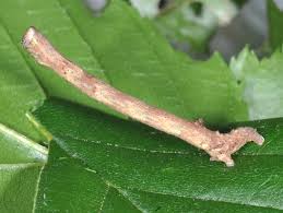 Attēlu rezultāti vaicājumam “Plagodis pulveraria”