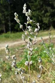 Attēlu rezultāti vaicājumam “Filago arvensis”