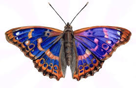 Attēlu rezultāti vaicājumam “Apatura iris”