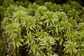 Attēlu rezultāti vaicājumam “Sphagnum wulfianum”