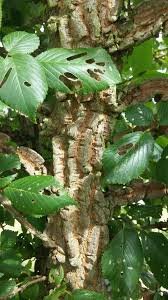 Attēlu rezultāti vaicājumam “Ulmus minor f. suberosa”