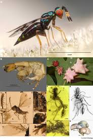 Attēlu rezultāti vaicājumam “Hymenoptera”