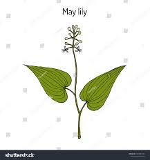 Attēlu rezultāti vaicājumam “Maianthemum bifolium bud”