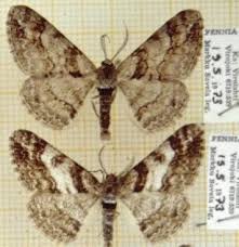 Attēlu rezultāti vaicājumam “Cleora cinctaria”