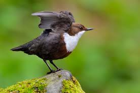 Attēlu rezultāti vaicājumam “Cinclus cinclus”