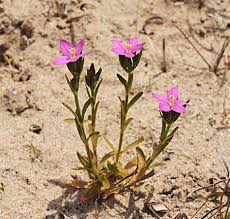 Attēlu rezultāti vaicājumam “Centaurium littorale”