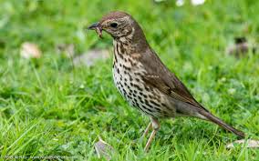 Attēlu rezultāti vaicājumam “Turdus viscivorus”