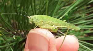 Attēlu rezultāti vaicājumam “Phaneroptera falcata”