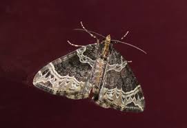 Attēlu rezultāti vaicājumam “Ecliptopera silaceata”