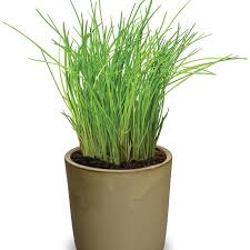 Image result for Allium schoenoprasum