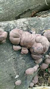 Attēlu rezultāti vaicājumam “Daldinia concentrica”