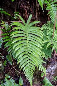 Attēlu rezultāti vaicājumam “Phegopteris connectilis”