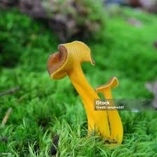 Attēlu rezultāti vaicājumam “Cantharellus lutescens”