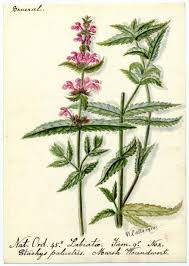 Attēlu rezultāti vaicājumam “Stachys palustris”