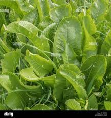 Attēlu rezultāti vaicājumam “Armoracia rusticana leaf”