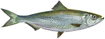 Image result for Alosa chrysochloris