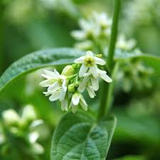 Attēlu rezultāti vaicājumam “Vincetoxicum hirundinaria fruit”