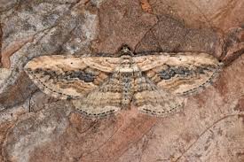 Attēlu rezultāti vaicājumam “Horisme vitalbata”