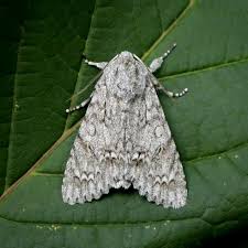 Attēlu rezultāti vaicājumam “Acronicta aceris”