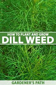 Image result for Dill