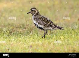 Attēlu rezultāti vaicājumam “Pluvialis apricaria adult”