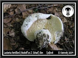 Attēlu rezultāti vaicājumam “Lactarius bertillonii”