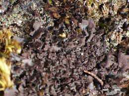 Attēlu rezultāti vaicājumam “Leptogium lichenoides”